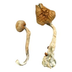 Buy B+ Magic Mushrooms online from a trusted source. B Plus mushrooms, often known as B+ magic mushrooms, rank among the most popular and reliable strains in the Psilocybe cubensis family.