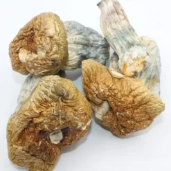 Melmac PE Magic Mushroom – Psilocybin Shrooms