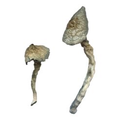 Great White Monster strain dried albino fungal specimens displaying thick chalky stalks and pale caps