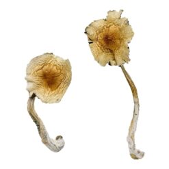 Close up view of the dense bell shaped golden cap structure on a Guadalajara Mexico fungal specimen