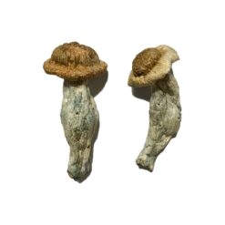 Shepherds Cut Penis Envy strain dried botanical specimens displaying characteristically dense thick stalks
