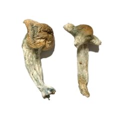 premium Shepherds Cut Penis Envy strain dried fungal specimens