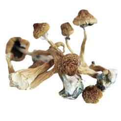 Premium gourmet Blue Foot strain fresh fungal specimens with iconic lilac hued stalks