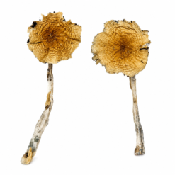 Guadalajara Mexico Magic Mushrooms