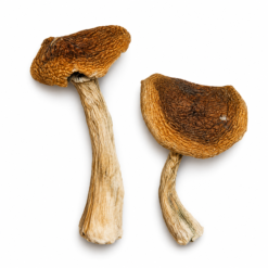 Wavy Caps strain dried botanical specimens displaying distinctive undulating chestnut brown caps